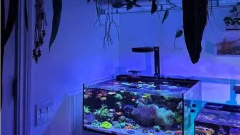best all in one saltwater tank for a small apartment