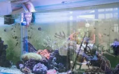 Best All in One Saltwater Tank for Beginners: Top Ultimate