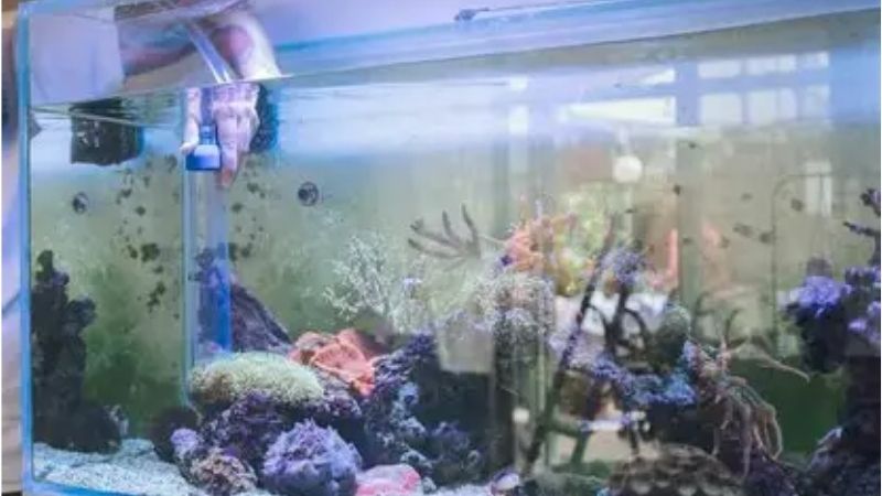 best all in one saltwater tank for beginners