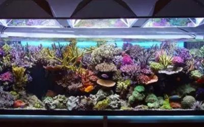 Best All in One Saltwater Tank for Clownfish: Top Ultimate