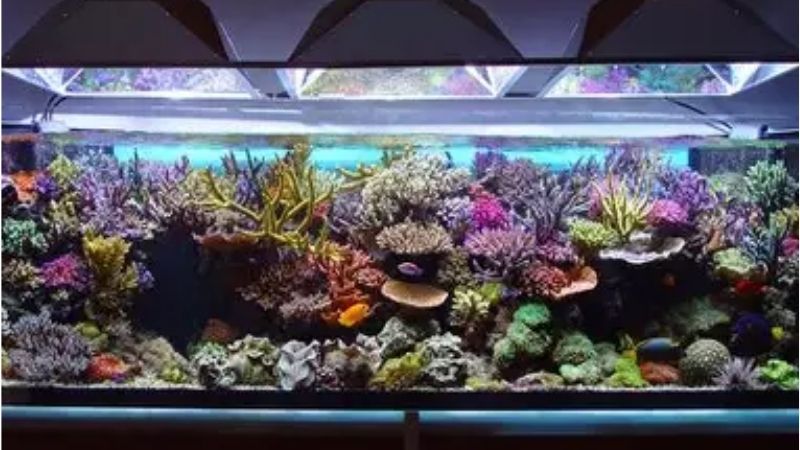 best all in one saltwater tank for clownfish