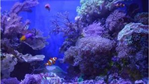 Best All in One Saltwater Tank for LPS Corals: Top Proven