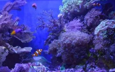 Best All in One Saltwater Tank for LPS Corals: Top Proven