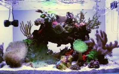 Best All in One Saltwater Tank for Soft Corals: Top Proven
