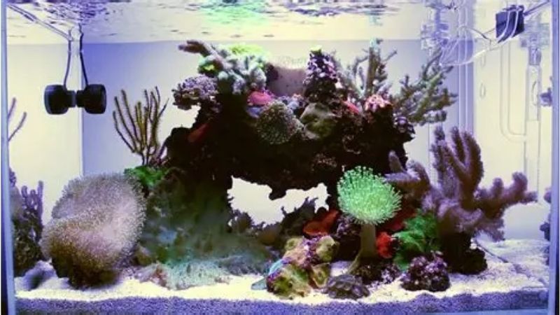 best all in one saltwater tank for soft corals