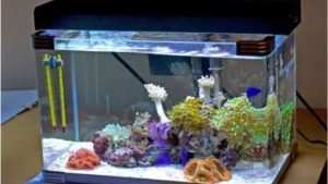 Best All in One Saltwater Tank for the Money: Top Ultimate