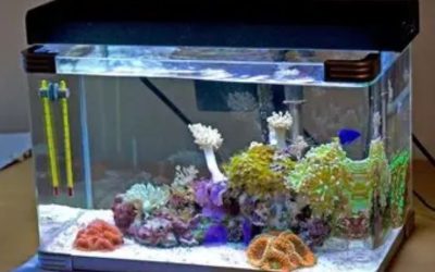 Best All in One Saltwater Tank for the Money: Top Ultimate