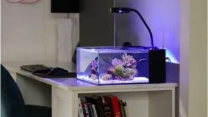 Best All in One Saltwater Tank Under 20 Gallons: Top Nanos