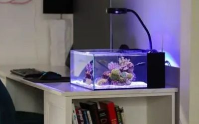 Best All in One Saltwater Tank Under 20 Gallons: Top Nanos
