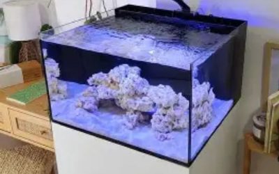 Best All in One Saltwater Tank with a Stand Included: Top
