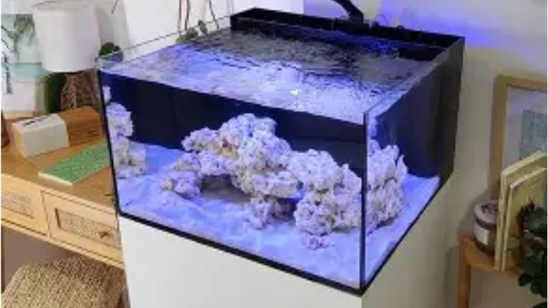 best all in one saltwater tank with a stand included