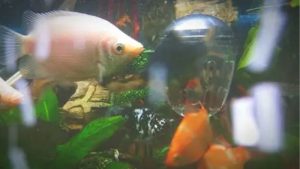 Best Ammonia Remover for Fish Tank: Careful Buyer Guide