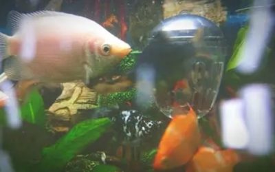 Best Ammonia Remover for Fish Tank: Careful Buyer Guide