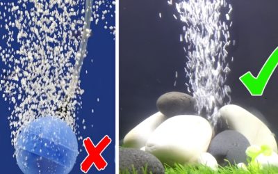 Best Aquarium Air Stone for Fine Bubbles: Buyer’s Guide