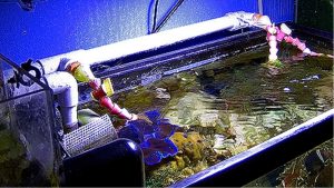 Best Aquarium Auto Top Off System for Nano Tanks: Top Picks