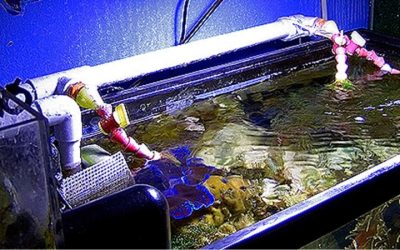 Best Aquarium Auto Top Off System for Nano Tanks: Top Picks