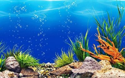 Best Aquarium Background 3D Rockery: Expert Trusted Picks