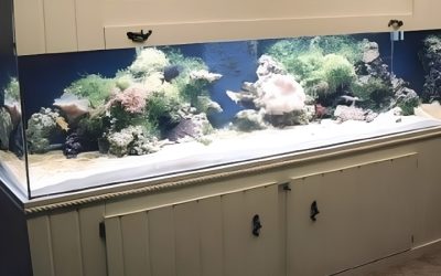 Best Aquarium Canopy For Large Display Tanks: Top Compared