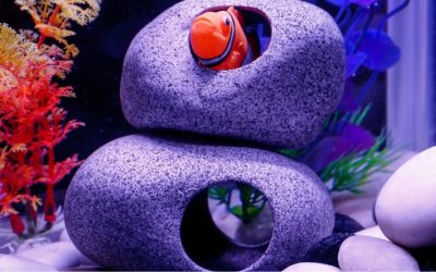 Best Aquarium Cave and Rock Decor Set: Proven Trusted Picks