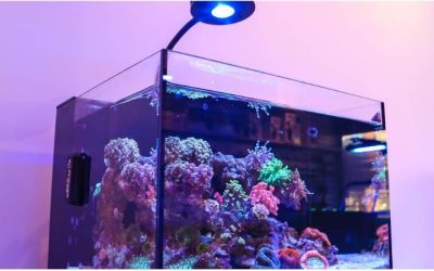 Best Aquarium Chiller for a Nano Reef Tank: Proven Top Picks