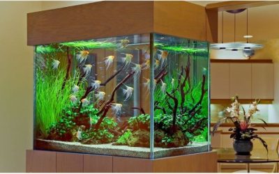 Best Aquarium Chiller for a Planted Tank: Proven Top Picks