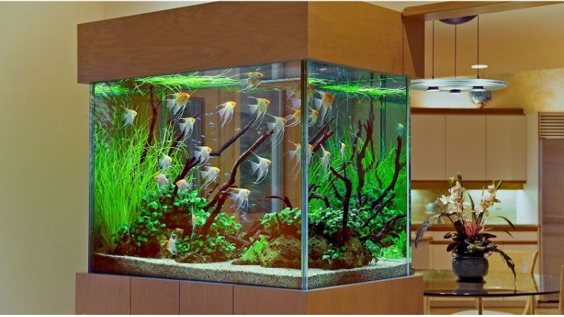 best aquarium chiller for a planted tank