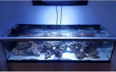 Best Aquarium Chiller for Beginners: Trusted Expert Picks