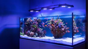 Best Aquarium Chiller for Reef Tanks: Top Cooling Picks