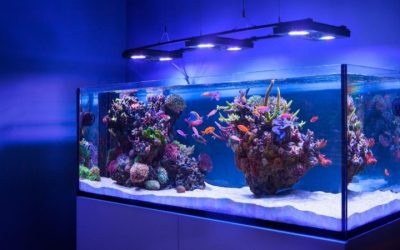 Best Aquarium Chiller for Reef Tanks: Top Cooling Picks