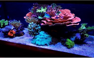 Best Aquarium Chiller for Saltwater Tanks: Proven Top Picks