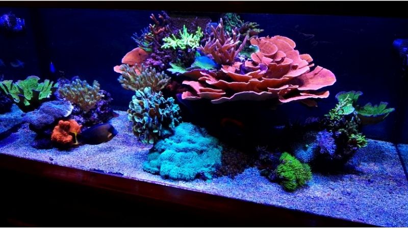 best aquarium chiller for saltwater tanks