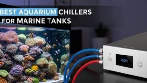 Best Aquarium Chiller for the Money: Trusted Expert Picks