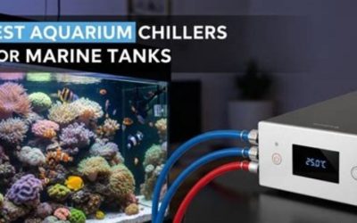 Best Aquarium Chiller for the Money: Trusted Expert Picks