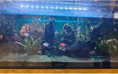 Best Aquarium Controller for a Freshwater Tank: Top Picks