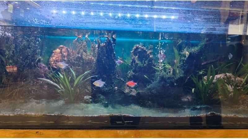 best aquarium controller for a freshwater tank