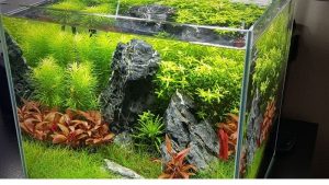 Best Aquarium Controller for a Nano Tank: Proven Top Picks