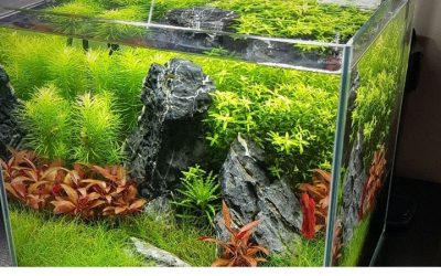 Best Aquarium Controller for a Nano Tank: Proven Top Picks