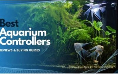 Best Aquarium Controller for a Reef Tank: Proven Top Picks