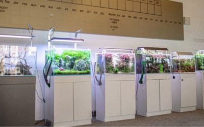 Best Aquarium Controller for Beginners: Top Compared Guide