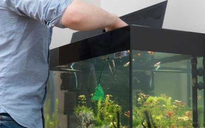 Best Aquarium Controller for Reef Tanks: Expert Picks