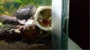 Best Aquarium Decor for Shrimp Hiding Spots: Smart Top Hides