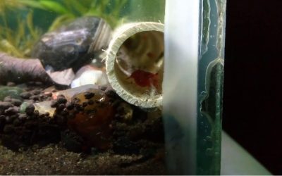 Best Aquarium Decor for Shrimp Hiding Spots: Smart Top Hides