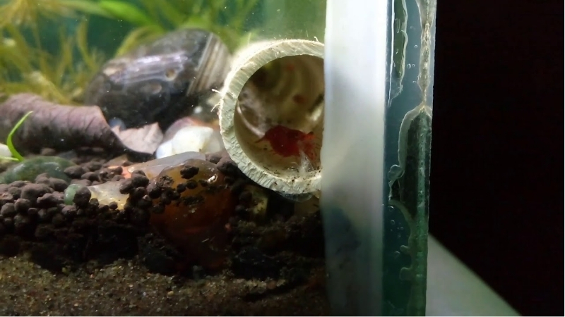 best aquarium decor for shrimp hiding spots