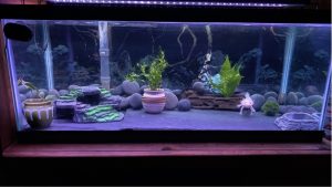 Best Aquarium Decorations for Kids Tanks: Proven Top Picks