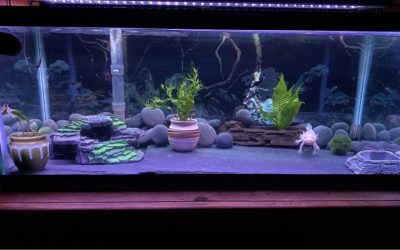 Best Aquarium Decorations for Kids Tanks: Proven Top Picks