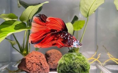 Best Aquarium Decorations That Are Safe for Bettas: 4 Picks