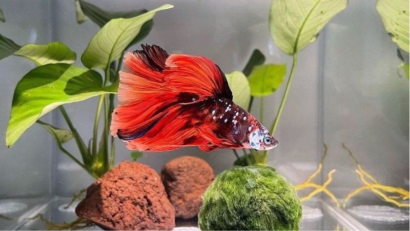 best aquarium decorations that are safe for bettas