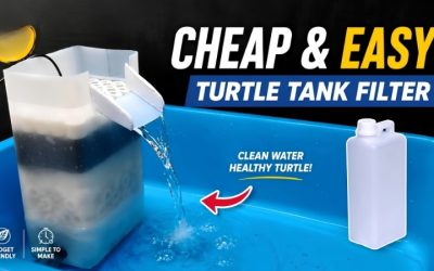 Best Aquarium Filter for Turtle Tank: Top Reliable Picks
