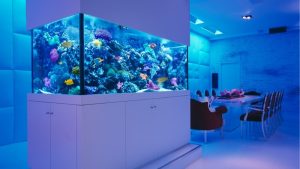 Best Aquarium For A Restaurant Display: Top Tested Expert
