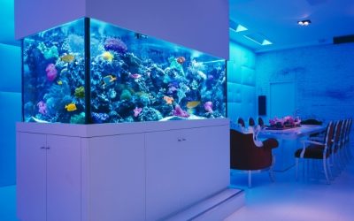 Best Aquarium For A Restaurant Display: Top Compared Expert